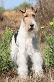 FOX TERRIER 054